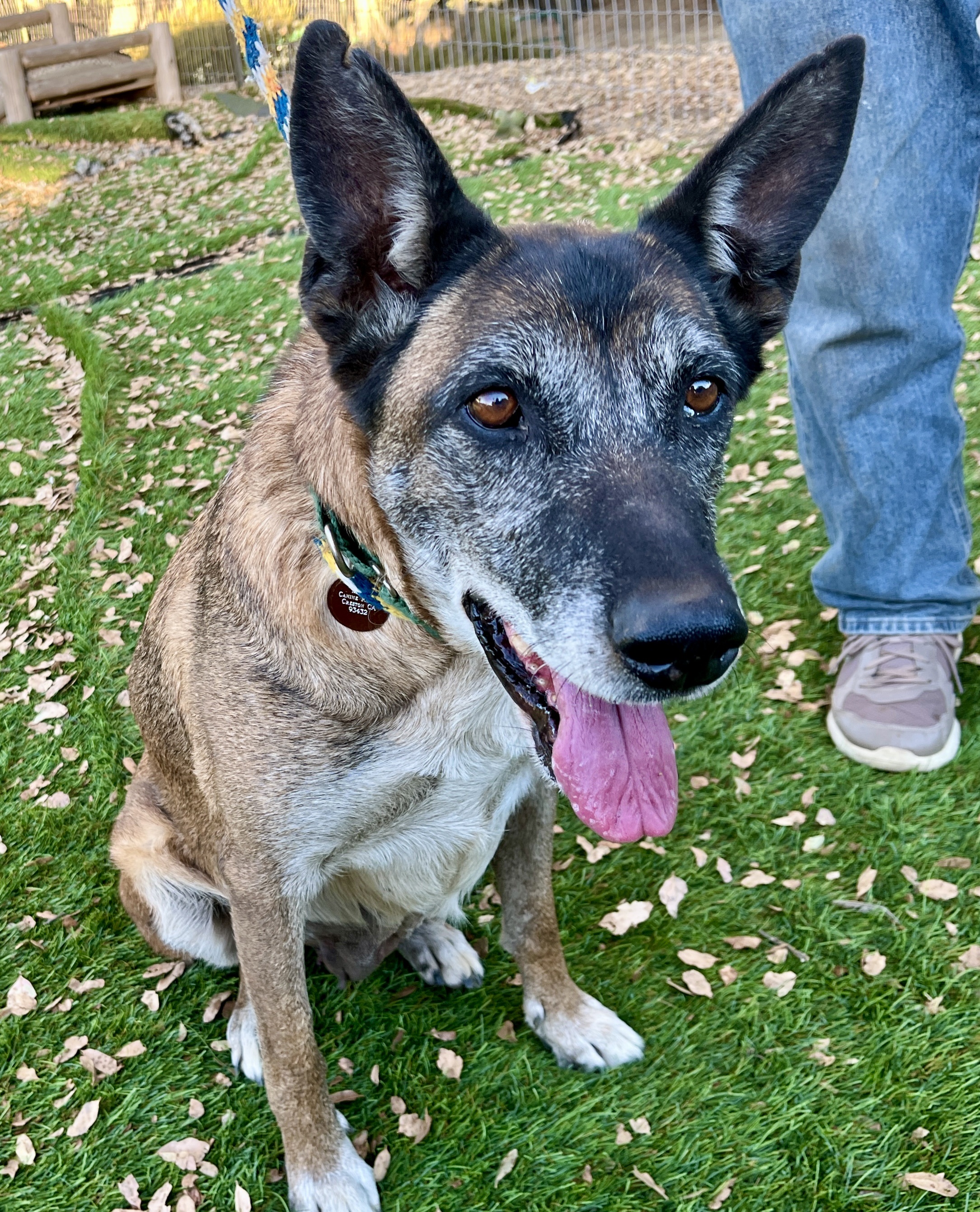 Lissa, a Adoptable mixed breed in Wingdale, NY image 2/3