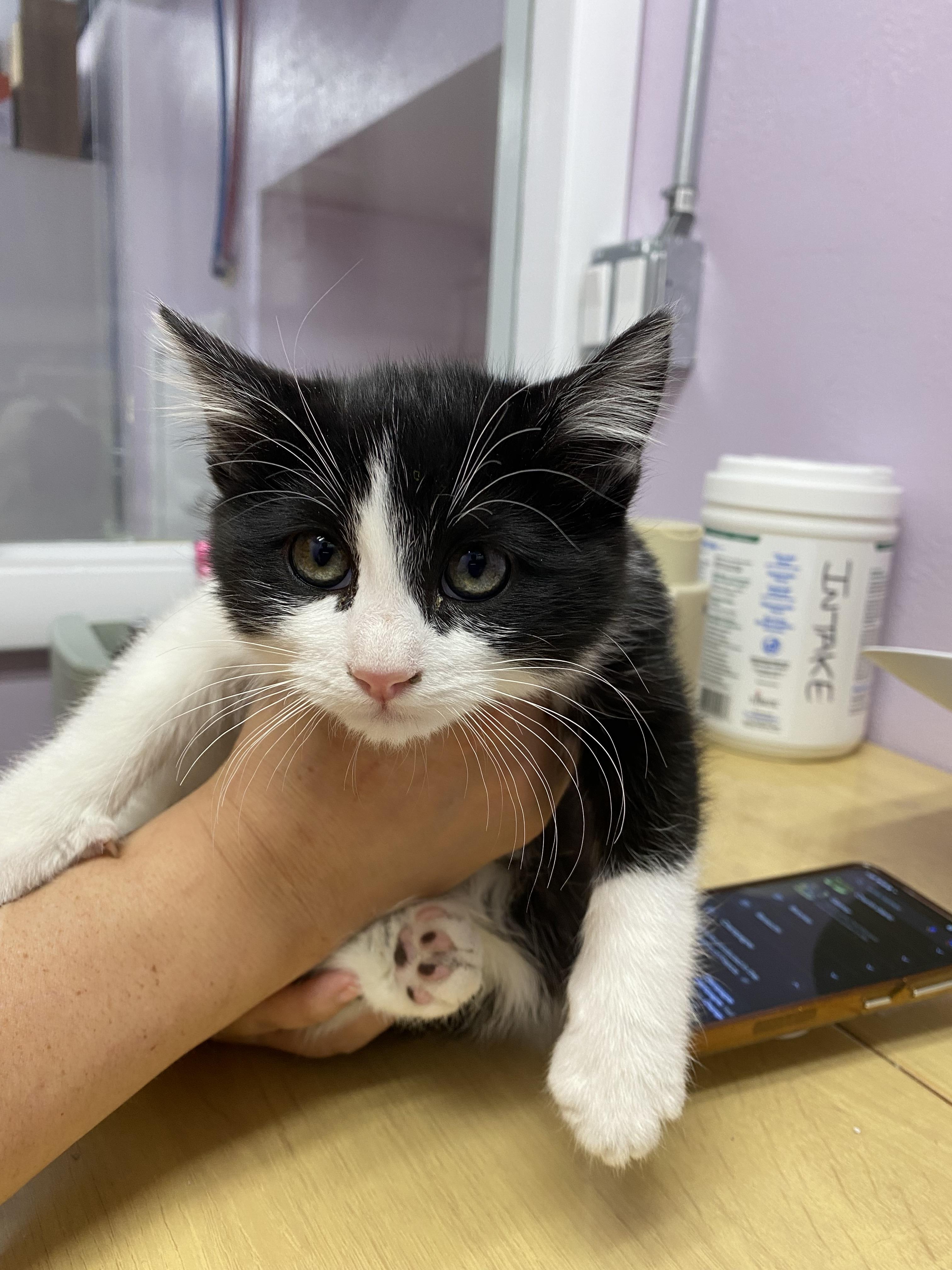 Enlarge Chianti, a Adopted mixed breed in Lakewood, CO image 1/1