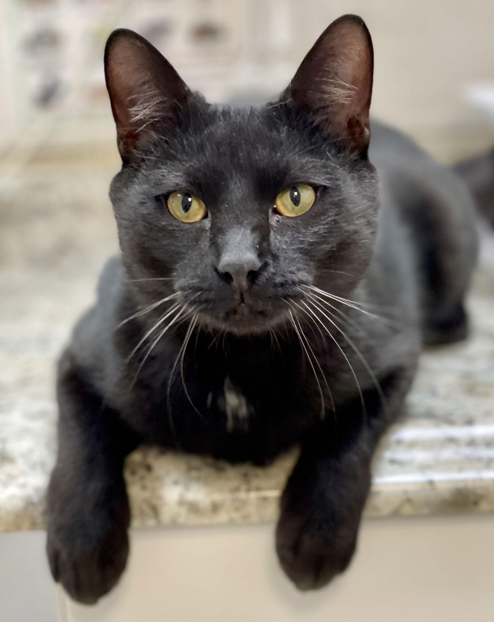 Handy, a Adoptable Domestic Short Hair in Alexandria, VA image 1/3