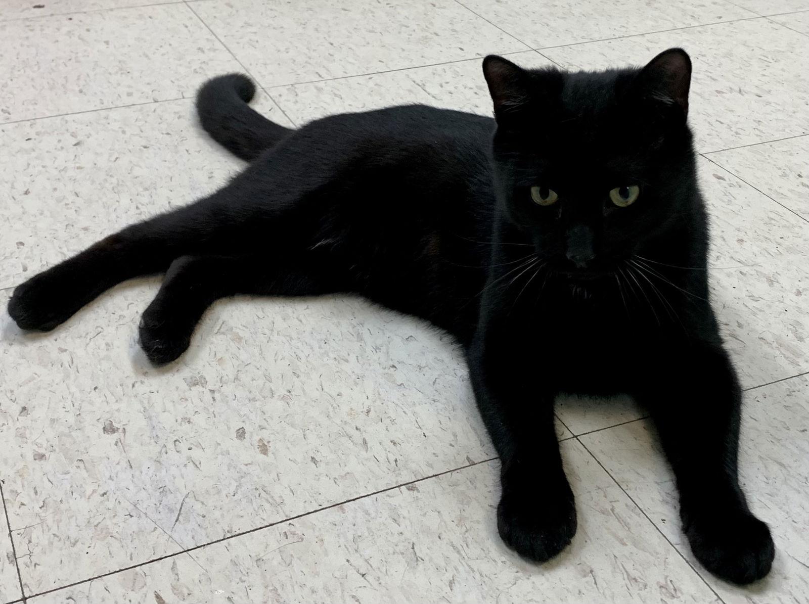 Handy, a Adoptable Domestic Short Hair in Alexandria, VA image 2/3