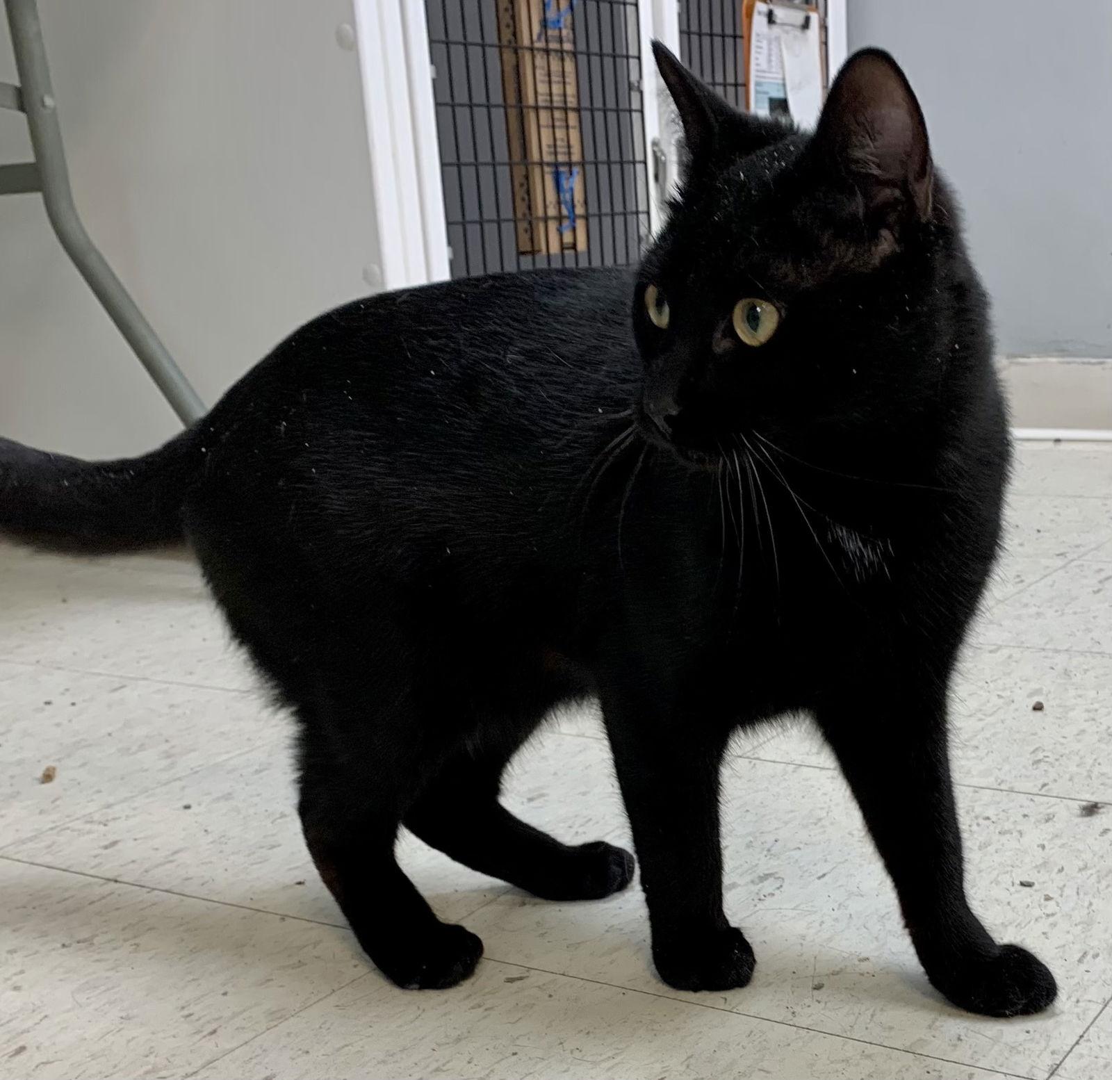 Handy, a Adoptable Domestic Short Hair in Alexandria, VA image 3/3