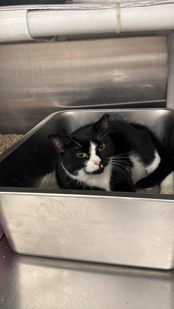 Enlarge Lover, a Adoptable mixed breed in Pittstown, NJ image 3/3