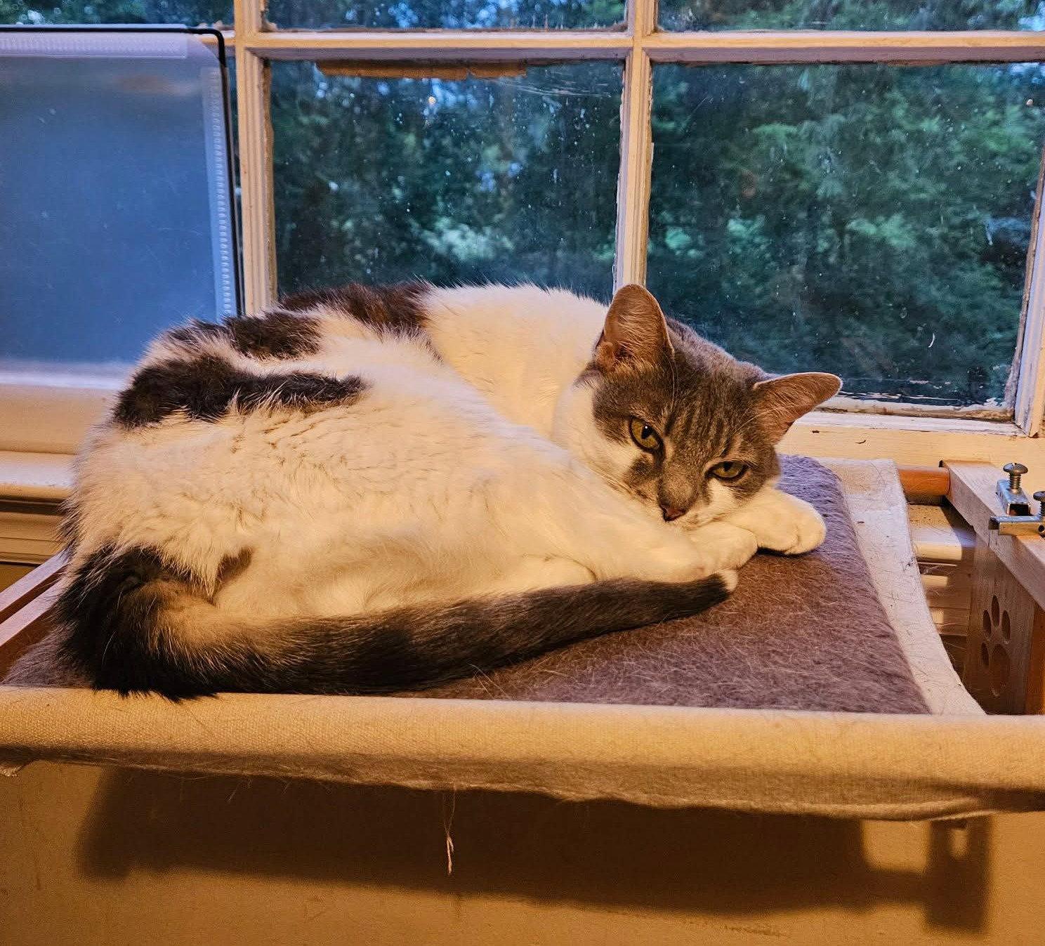 Charlie, Adoptable, Adult Female Domestic Short Hair.