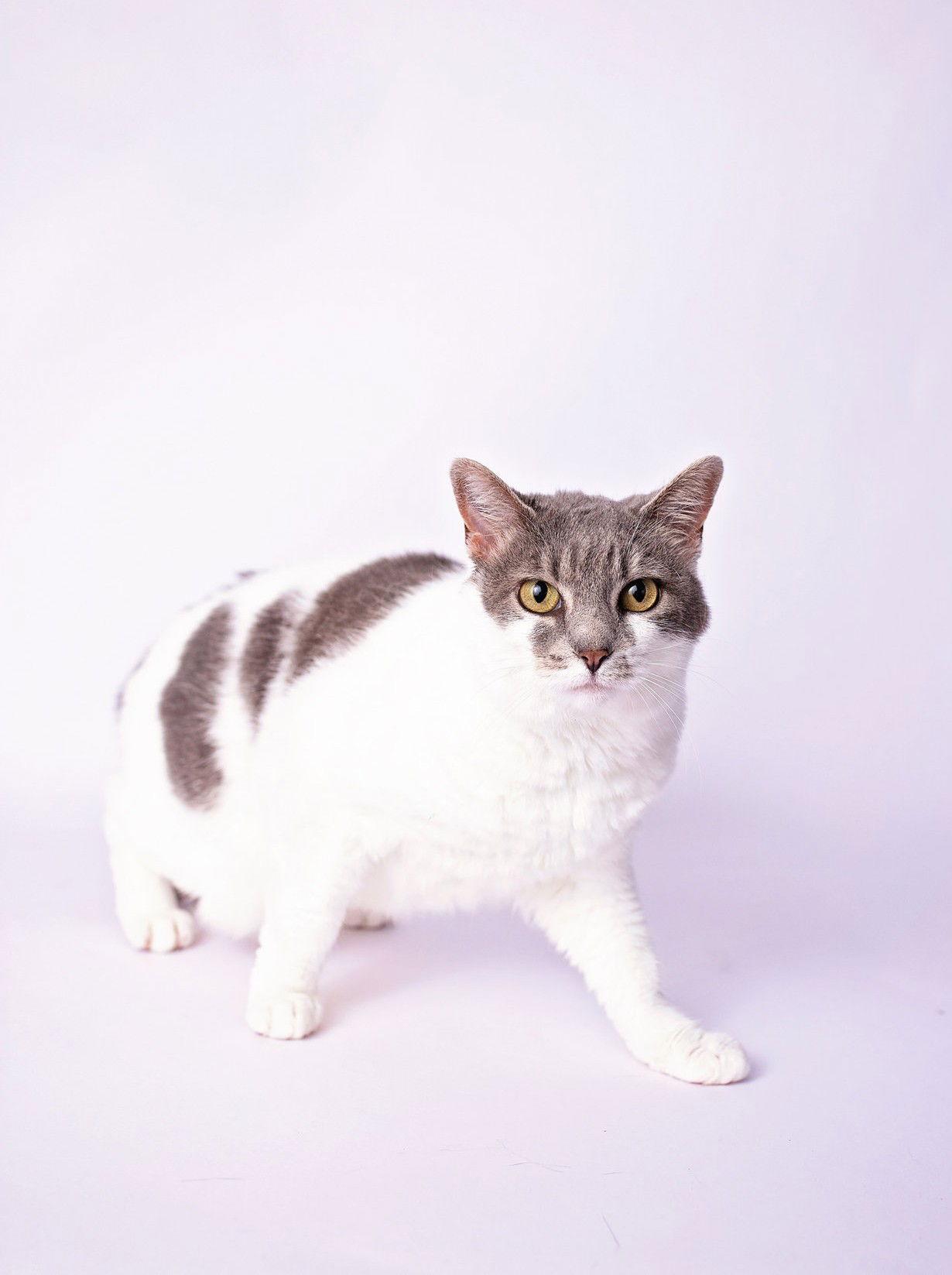 Charlie, Adoptable, Adult Female Domestic Short Hair.