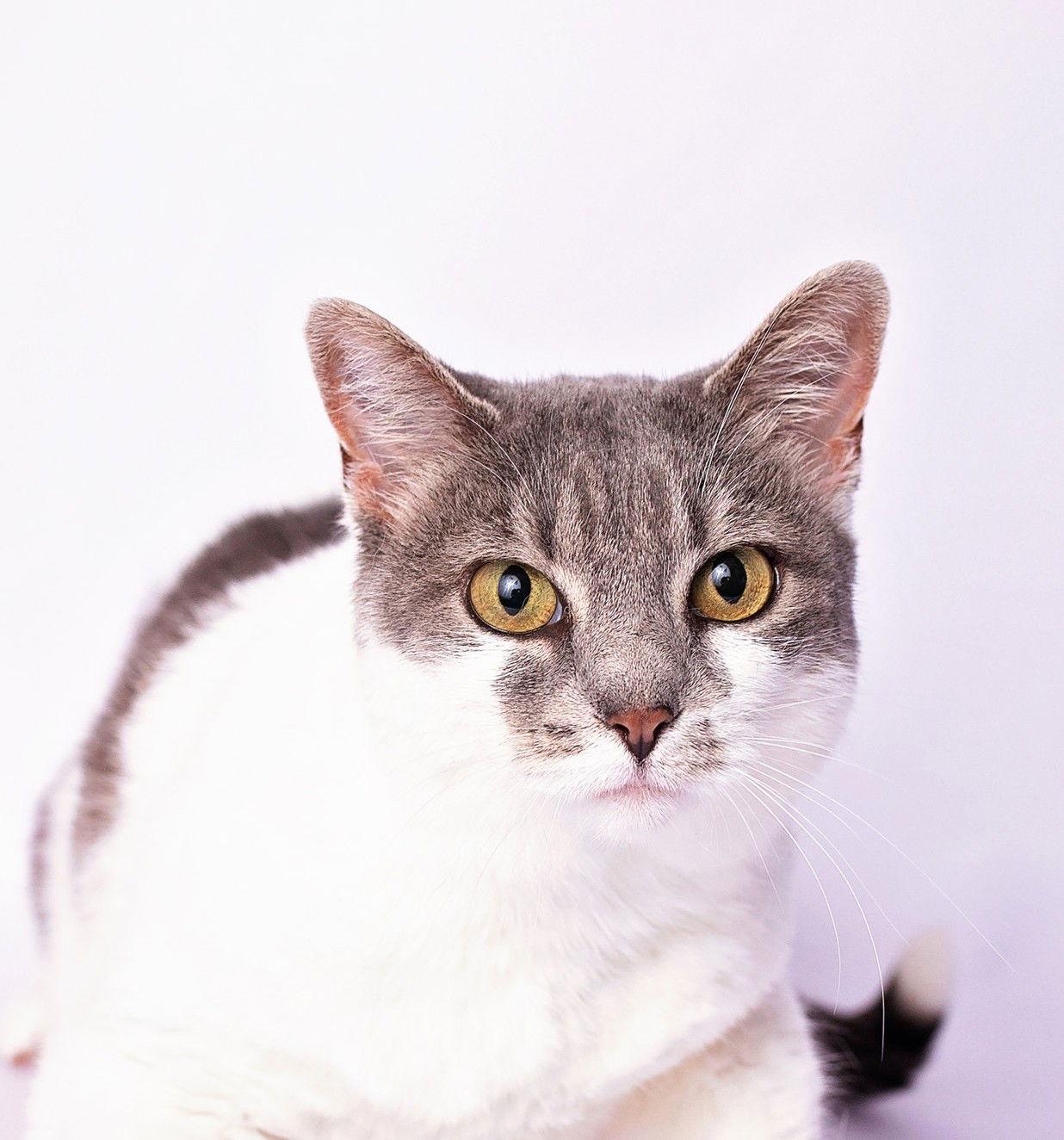 Enlarge Charlie, a Adoptable Domestic Short Hair in Nashville, TN image 2/3