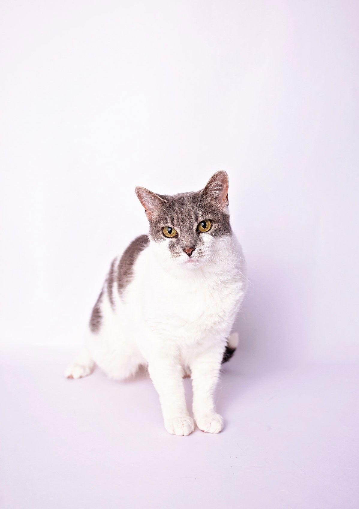Enlarge Charlie, a Adoptable Domestic Short Hair in Nashville, TN image 3/3