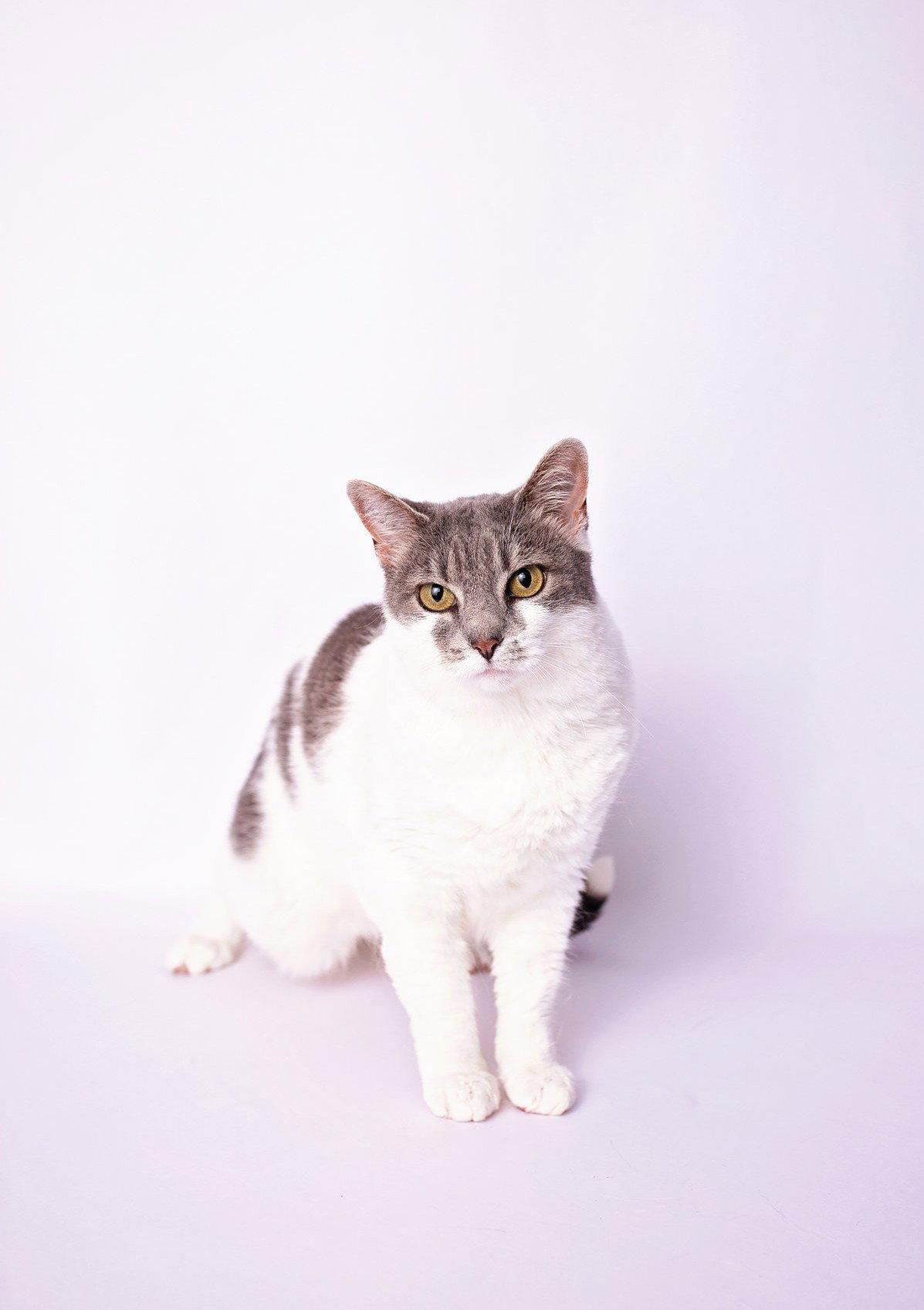 Charlie, a Adoptable Domestic Short Hair in Nashville, TN image 3/3