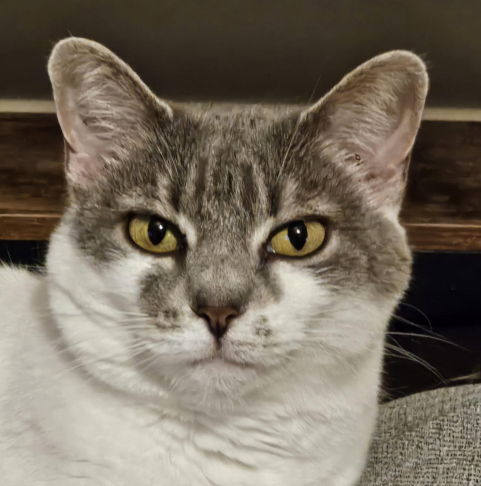 Enlarge Charlie, a Adoptable Domestic Short Hair in Nashville, TN image 2/3