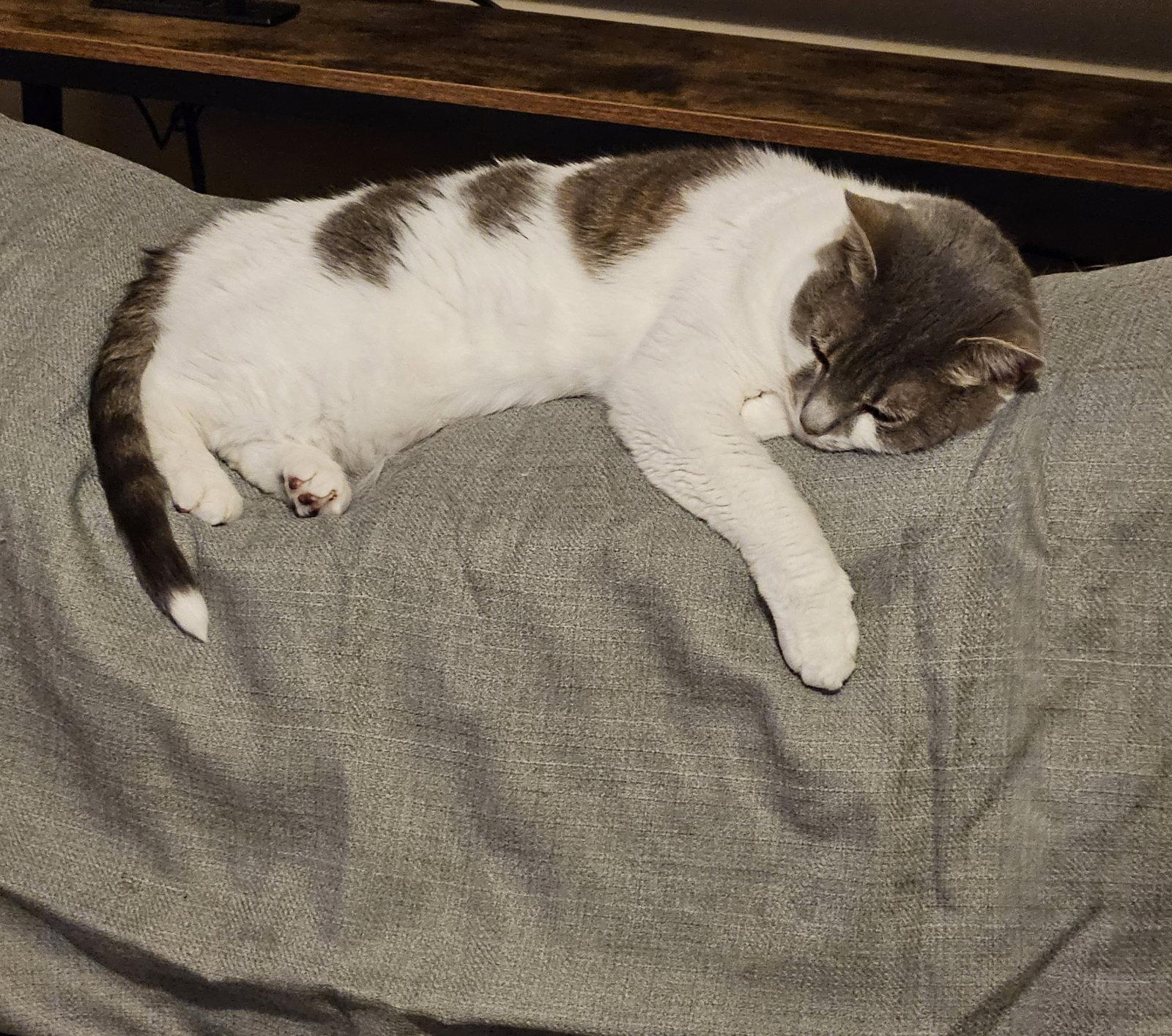 Enlarge Charlie, a Adoptable Domestic Short Hair in Nashville, TN image 3/3
