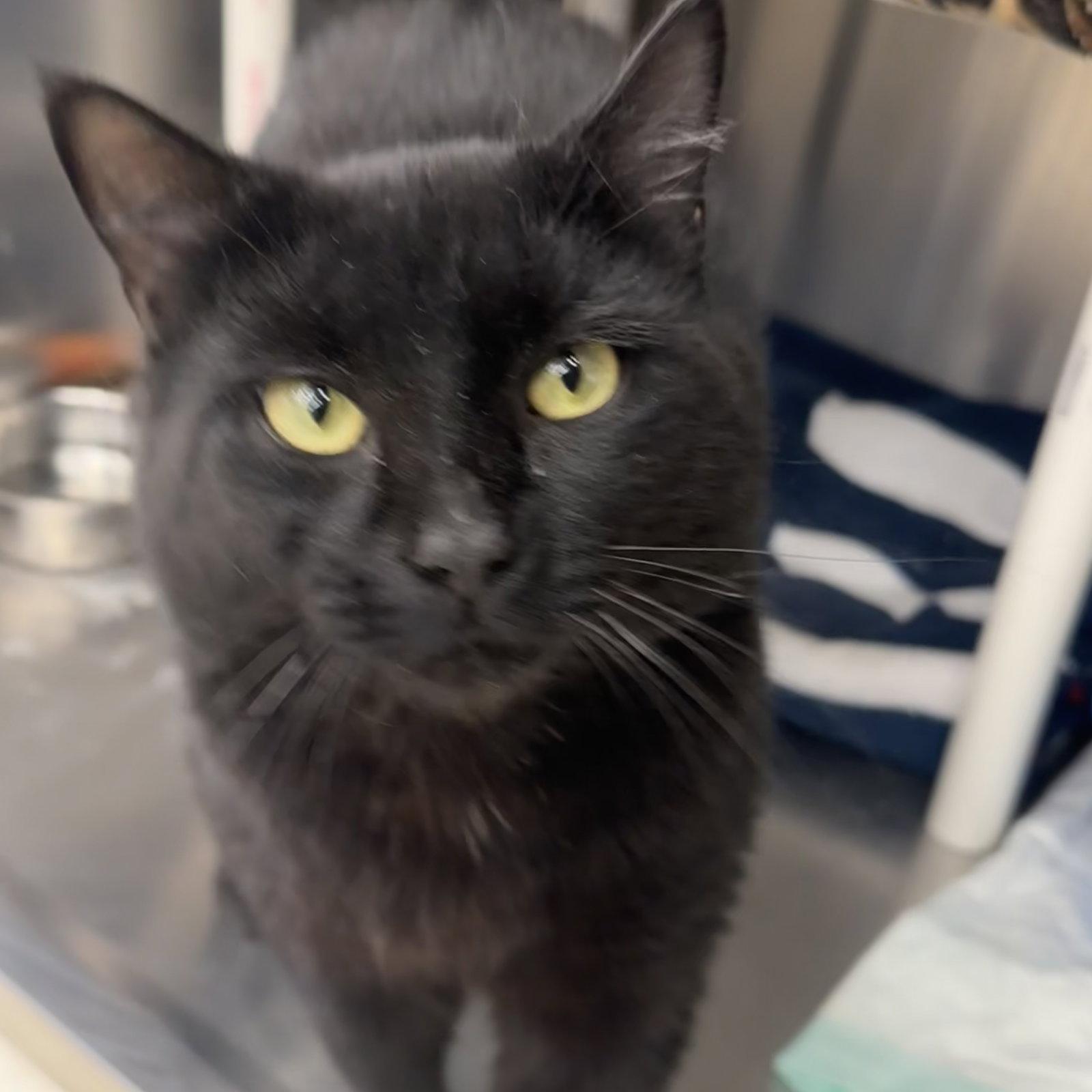 Blanco, Adoptable, Adult Male Domestic Short Hair.