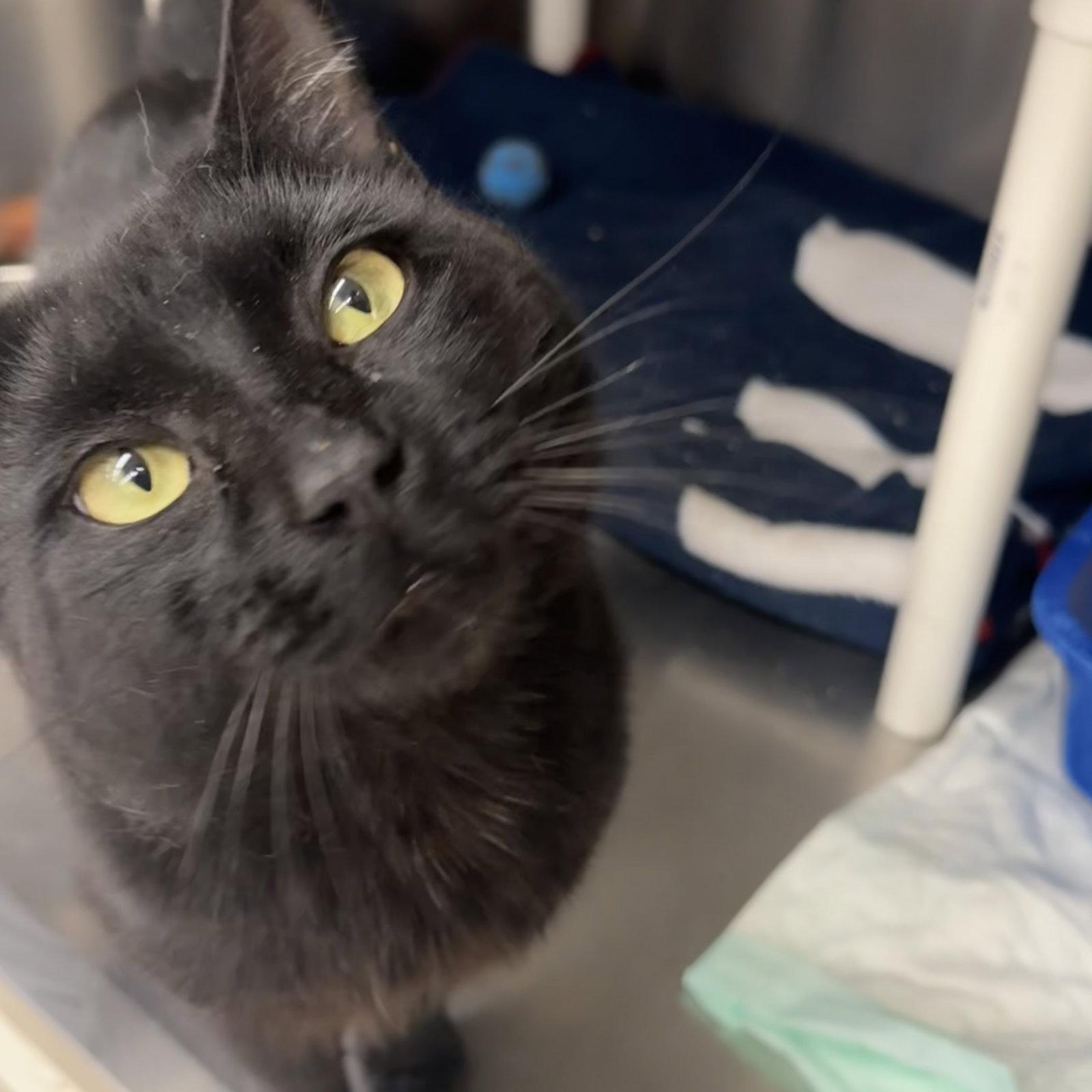 Blanco, a Adoptable Domestic Short Hair in Winchendon, MA image 2/2