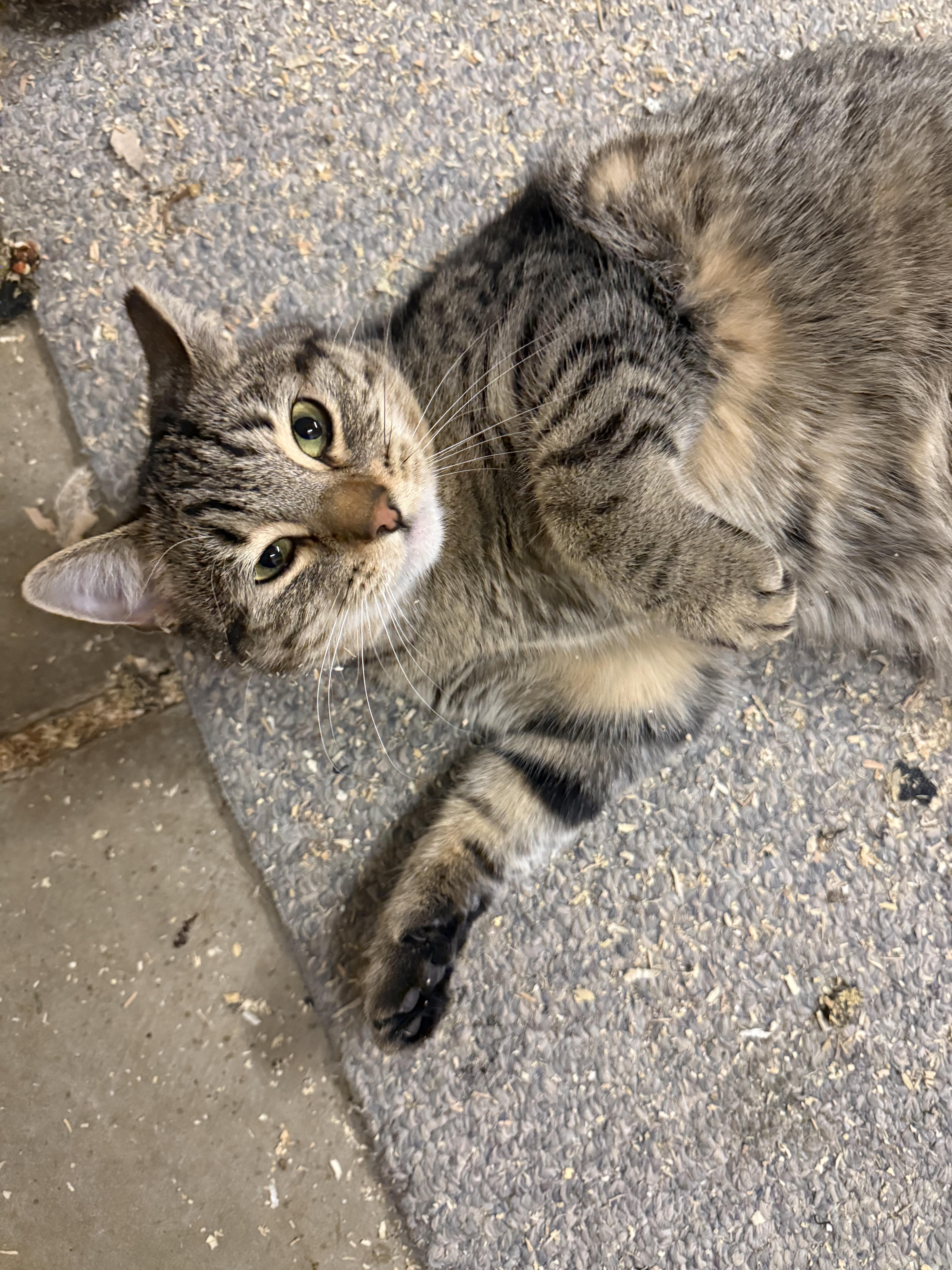 Enlarge Ms Kitty Fantastico, an adoptable Domestic Short Hair in Dunnigan, CA image 1/3