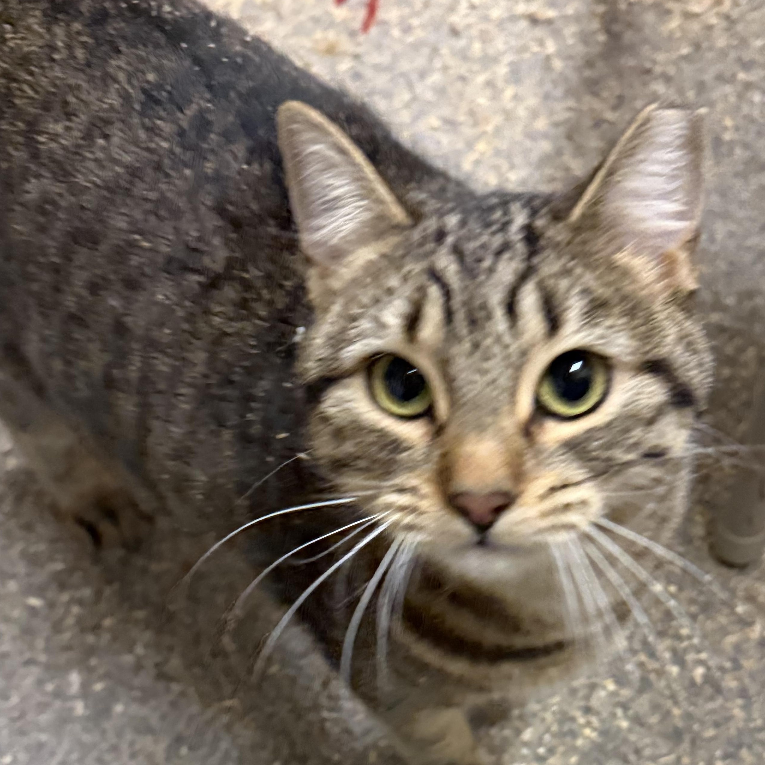 Enlarge Ms Kitty Fantastico, an adoptable Domestic Short Hair in Dunnigan, CA image 2/3