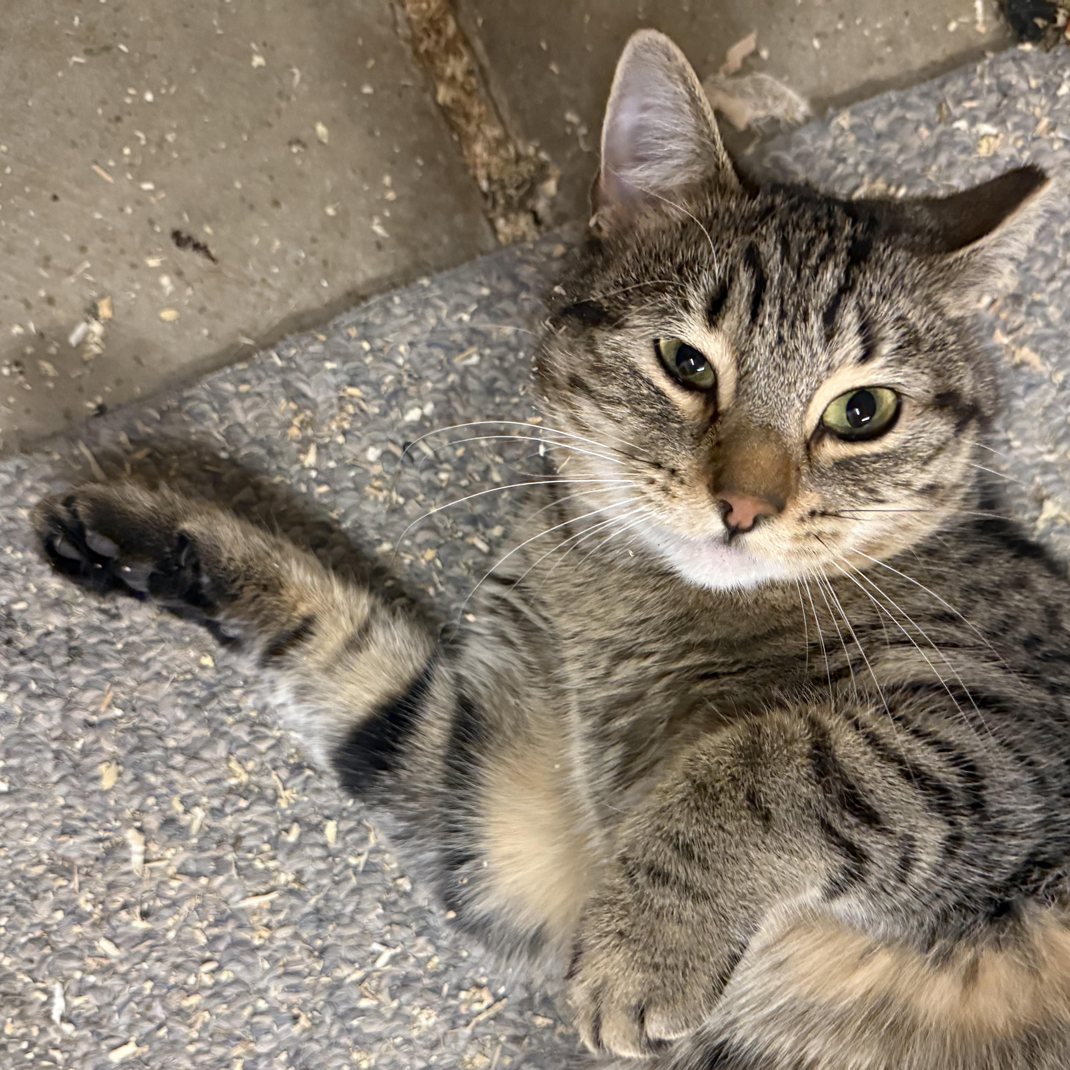 Enlarge Ms Kitty Fantastico, an adoptable Domestic Short Hair in Dunnigan, CA image 3/3