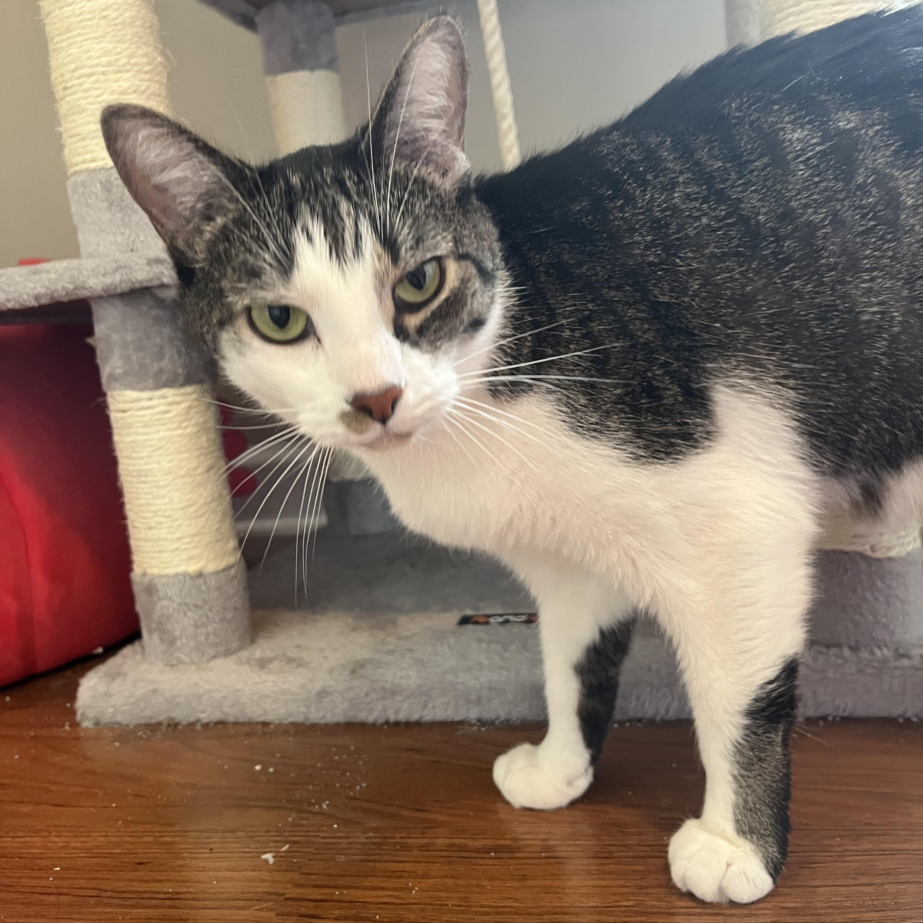 Enlarge Dipper, a ADOPTABLE Domestic Short Hair in Lewis Center, OH image 2/3