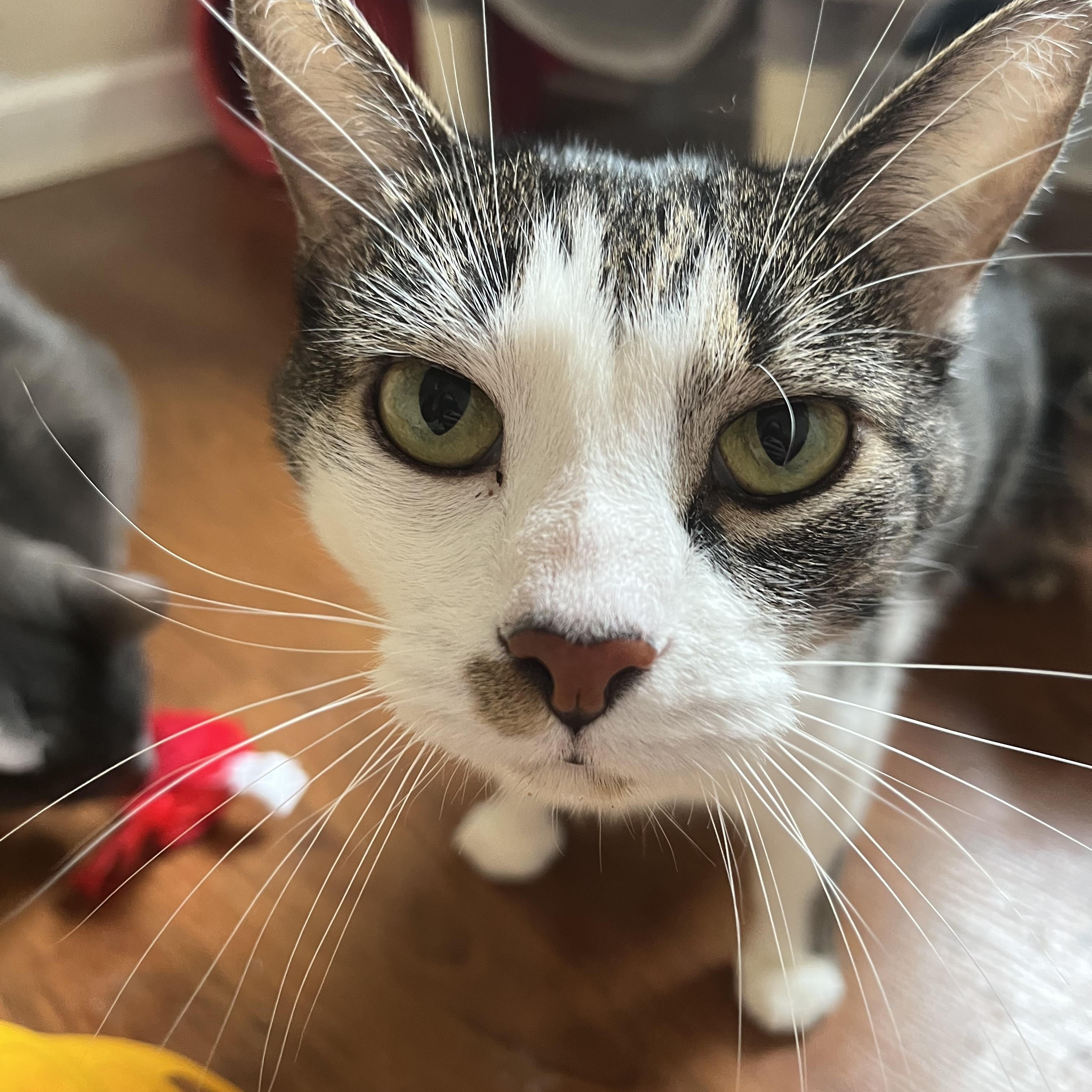 Enlarge Dipper, a ADOPTABLE Domestic Short Hair in Lewis Center, OH image 3/3