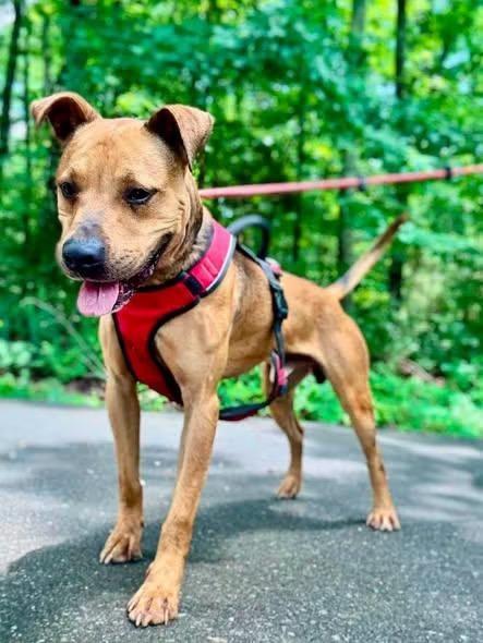 Cocoa, Adoptable, Adult Male Terrier.