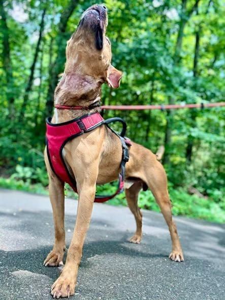 Enlarge Cocoa, a Adoptable Terrier in Waverly, TN image 2/2