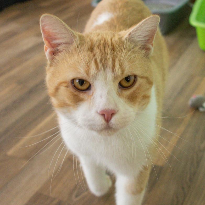 Enlarge Pepper Jack - $35, a Adoptable Domestic Short Hair in Brimfield, MA image 1/1