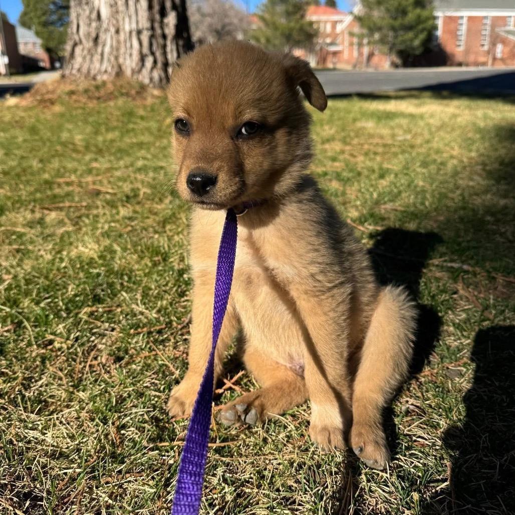 Enlarge Sam, a Adoptable Shepherd in Tuba City, AZ image 2/6