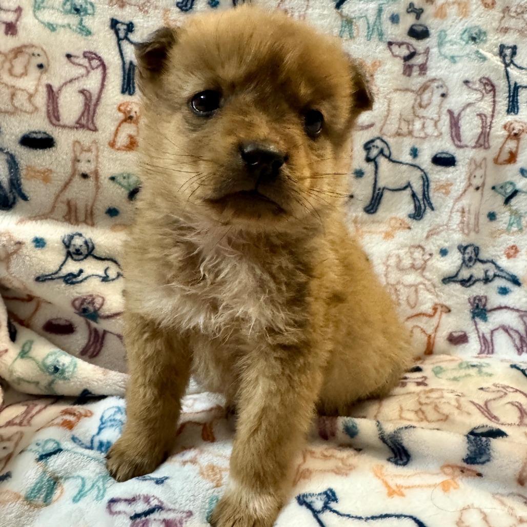 Enlarge Sam, a Adoptable Shepherd in Tuba City, AZ image 3/6