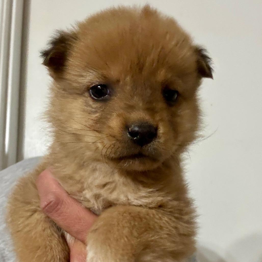 Enlarge Sam, a Adoptable Shepherd in Tuba City, AZ image 4/6