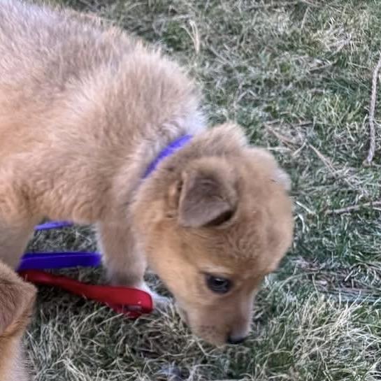 Enlarge Sam, a Adoptable Shepherd in Tuba City, AZ image 5/6