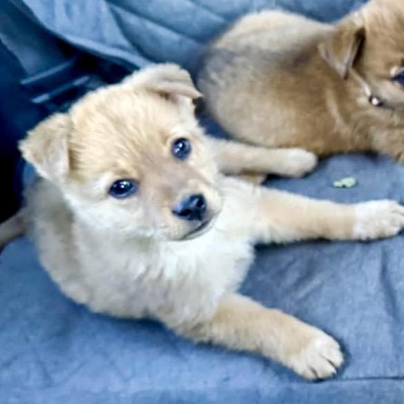 Enlarge Sam, a Adoptable Shepherd in Tuba City, AZ image 6/6