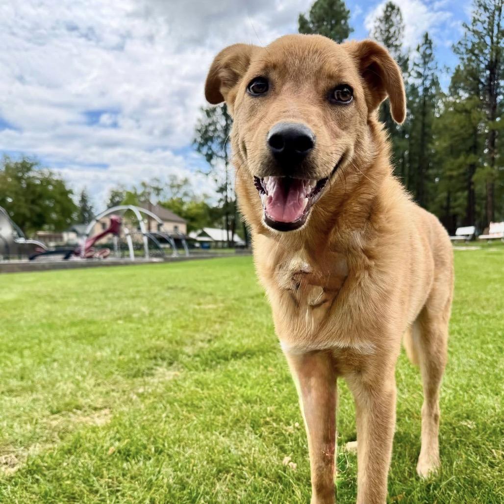 Enlarge Sam, a Adoptable Shepherd in Tuba City, AZ image 6/6