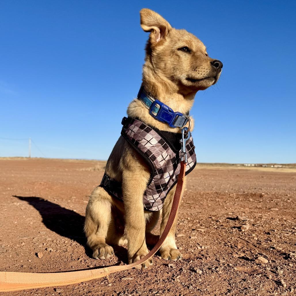 Enlarge Sam, a Adoptable Shepherd in Tuba City, AZ image 6/6