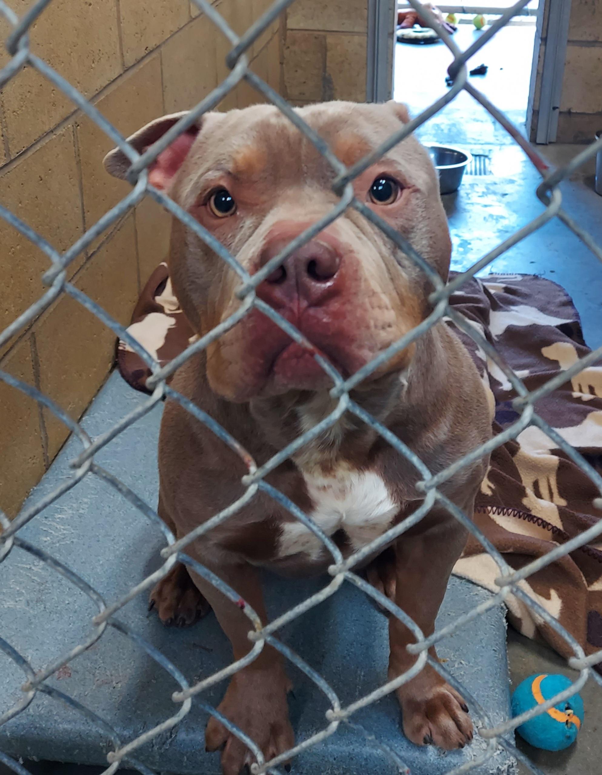 #53, ADOPTABLE, Young Male American Staffordshire Terrier.