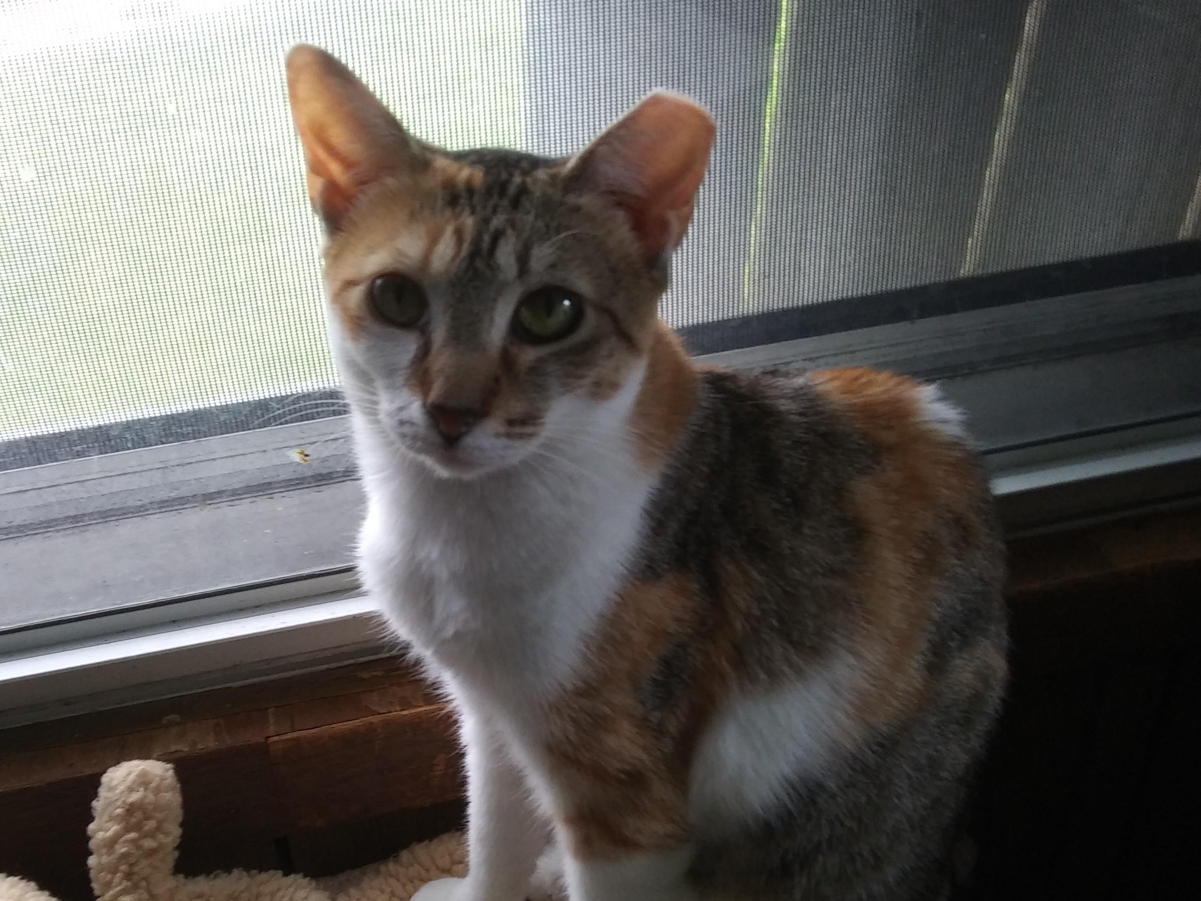 Gina, Adoptable, Young Female Domestic Short Hair.