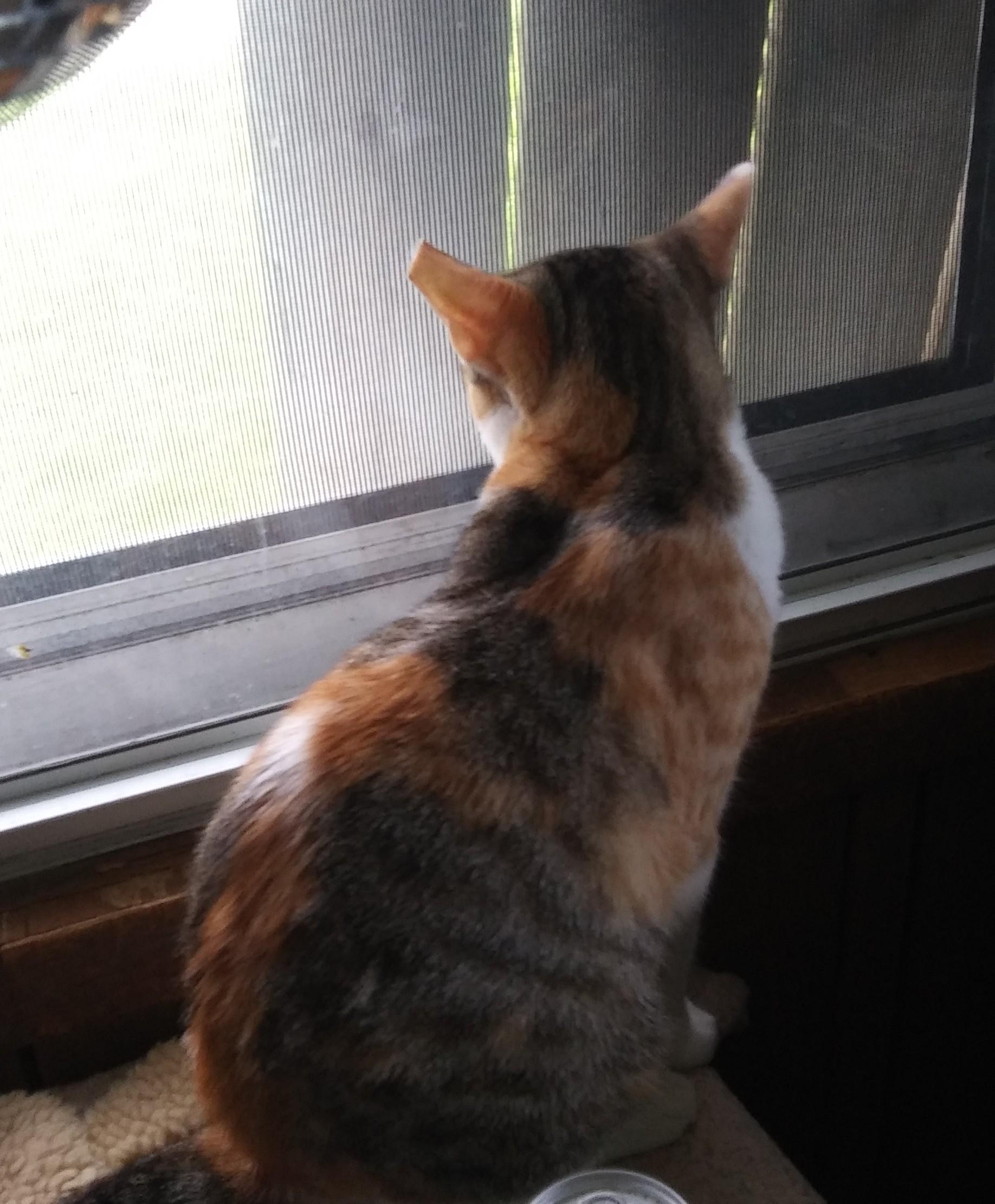 Gina, a Adoptable Domestic Short Hair in Port Wentworth, GA image 2/2