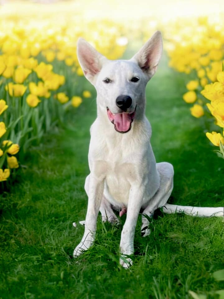 Dog for adoption Snowy, a German Shepherd Dog in Cameron, MO Petfinder