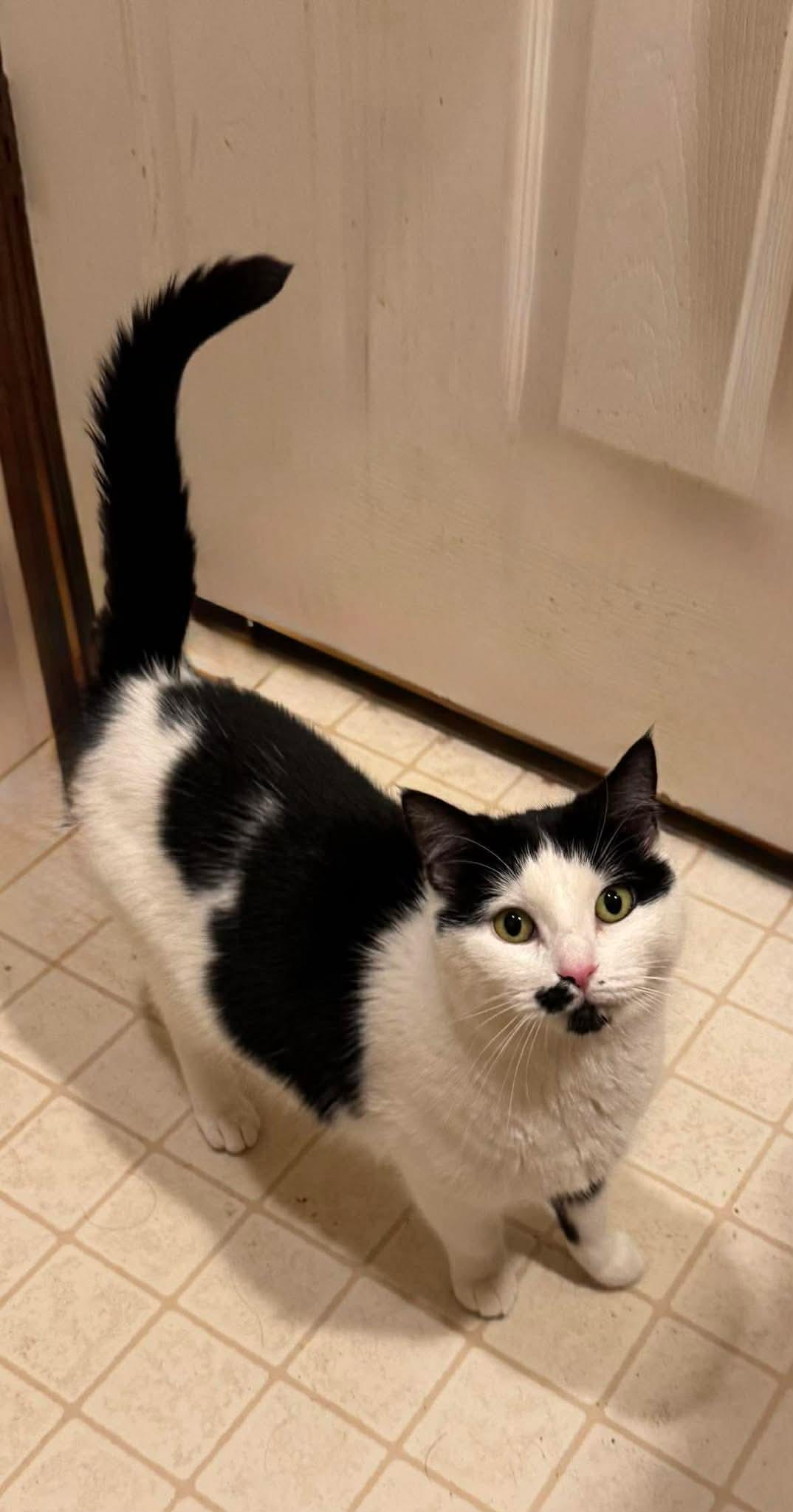 Enlarge Marilyn, an adoptable Domestic Short Hair in Westville, NJ image 5/6