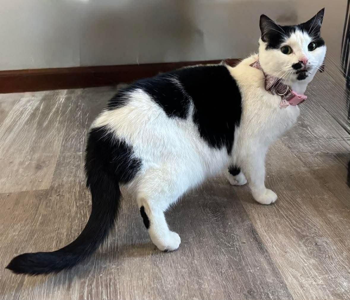 Enlarge Marilyn, an adoptable Domestic Short Hair in Westville, NJ image 6/6