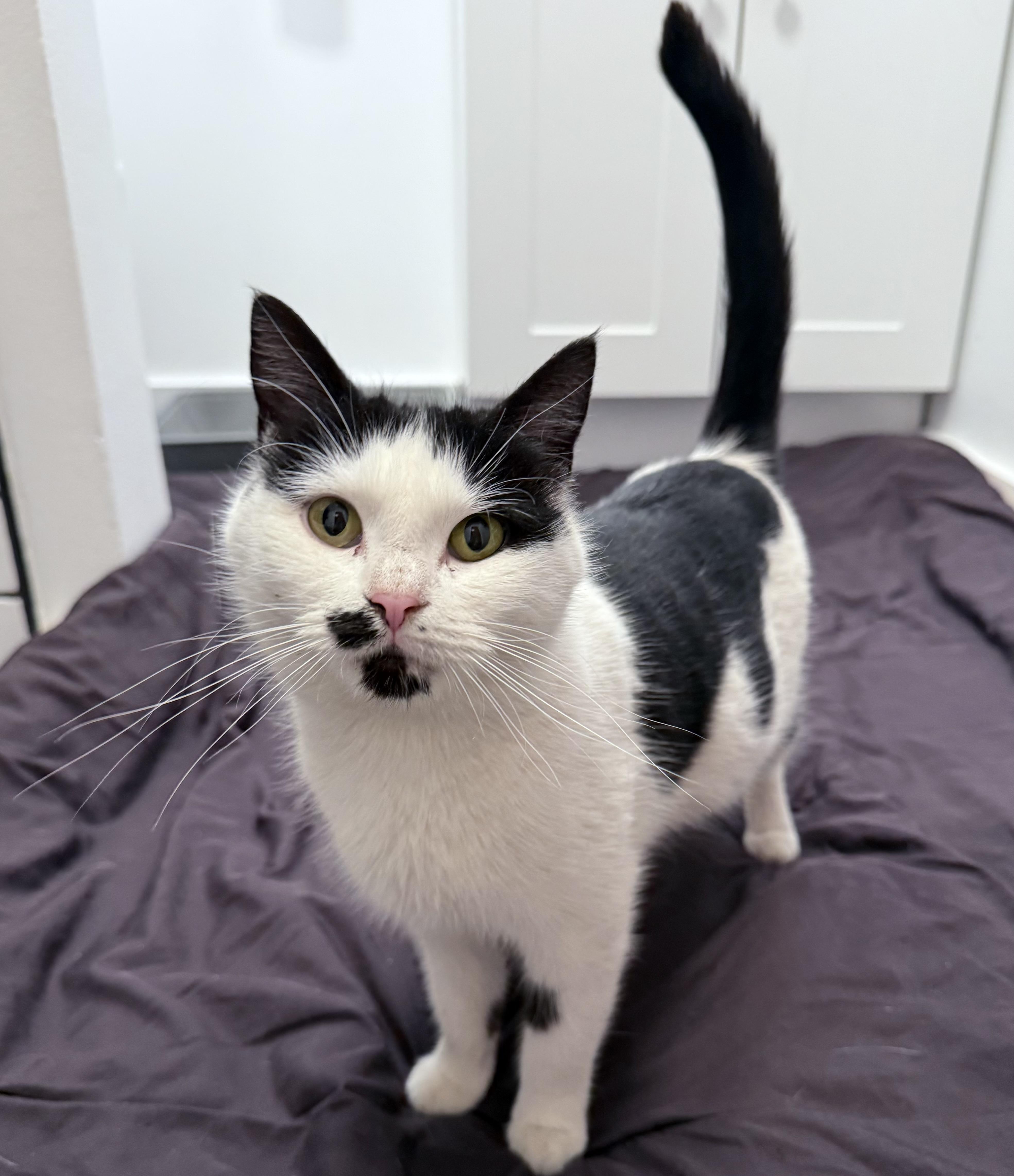 Enlarge Marilyn, an adoptable Domestic Short Hair in Westville, NJ image 1/1