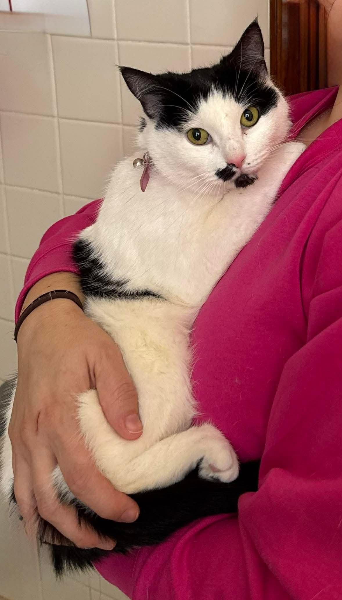 Enlarge Marilyn, an adoptable Domestic Short Hair in Westville, NJ image 4/6