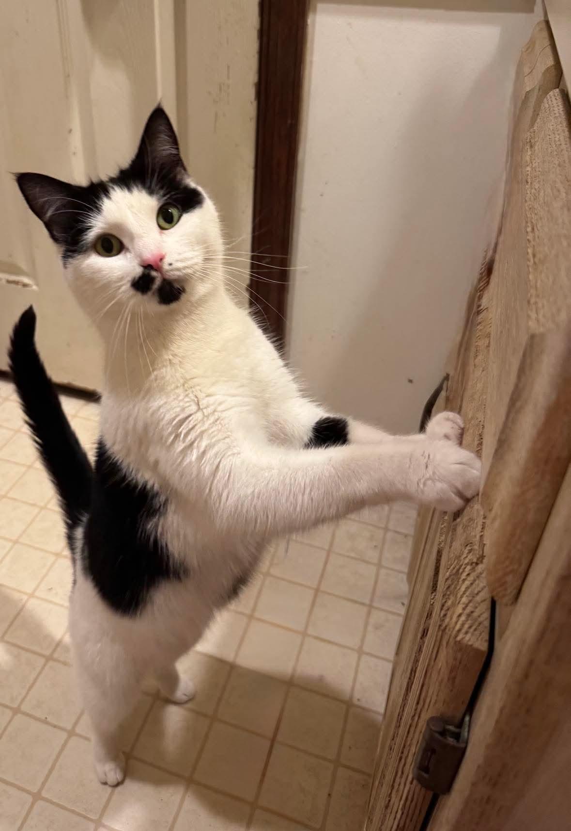 Enlarge Marilyn, an adoptable Domestic Short Hair in Westville, NJ image 3/6