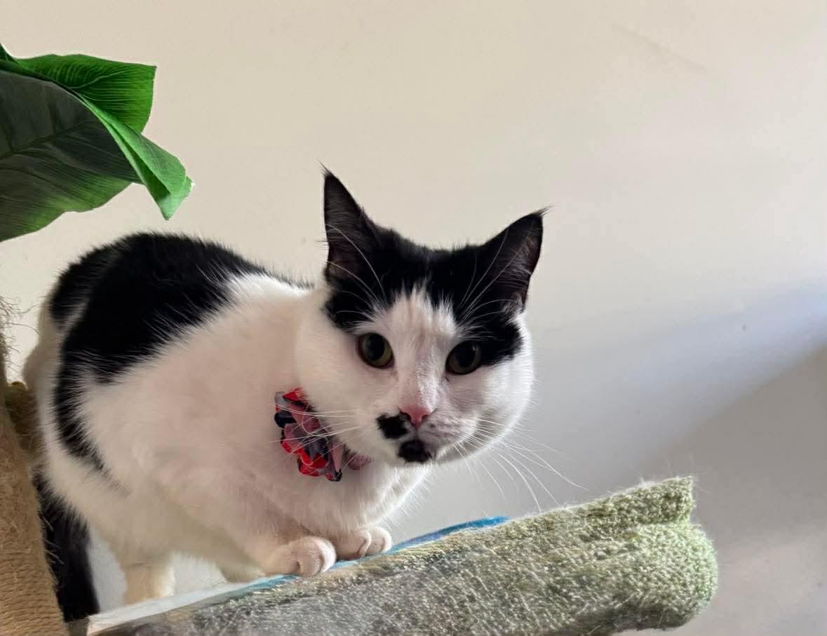 Enlarge Marilyn, an adoptable Domestic Short Hair in Westville, NJ image 2/6