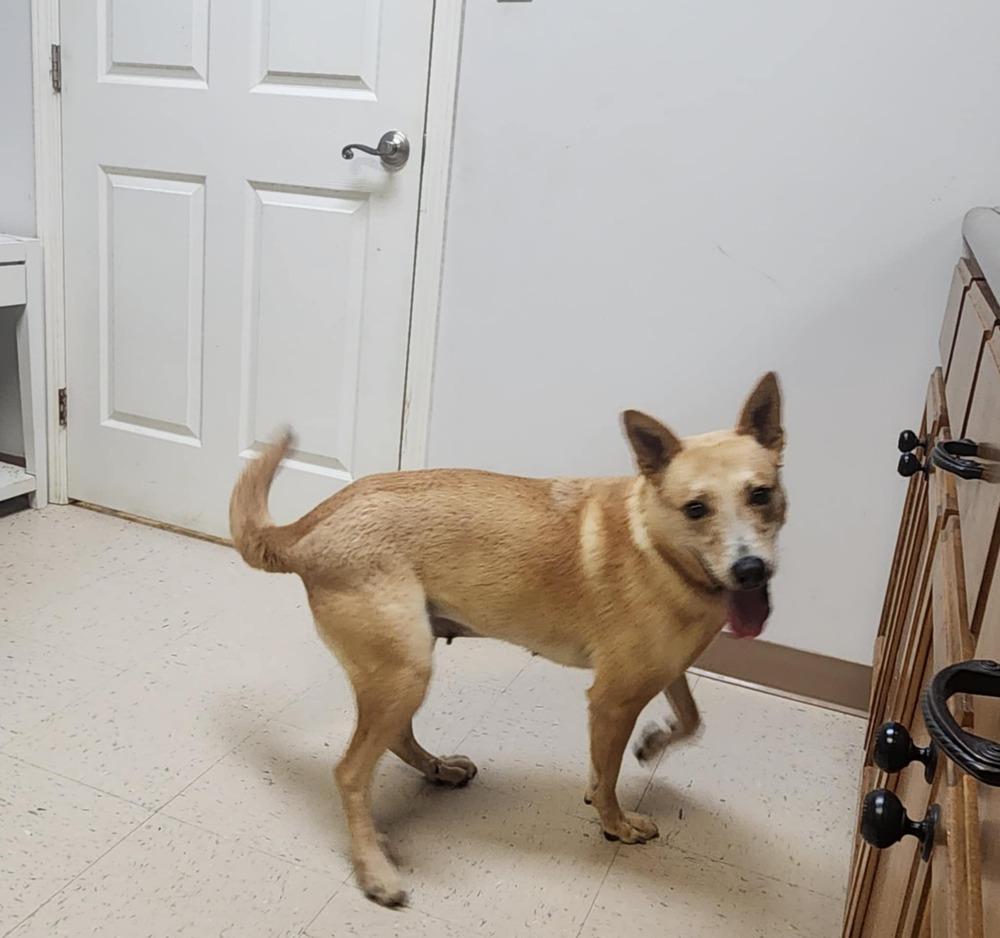 Enlarge MAPLE, a Adoptable mixed breed in Lexington, TN image 2/3