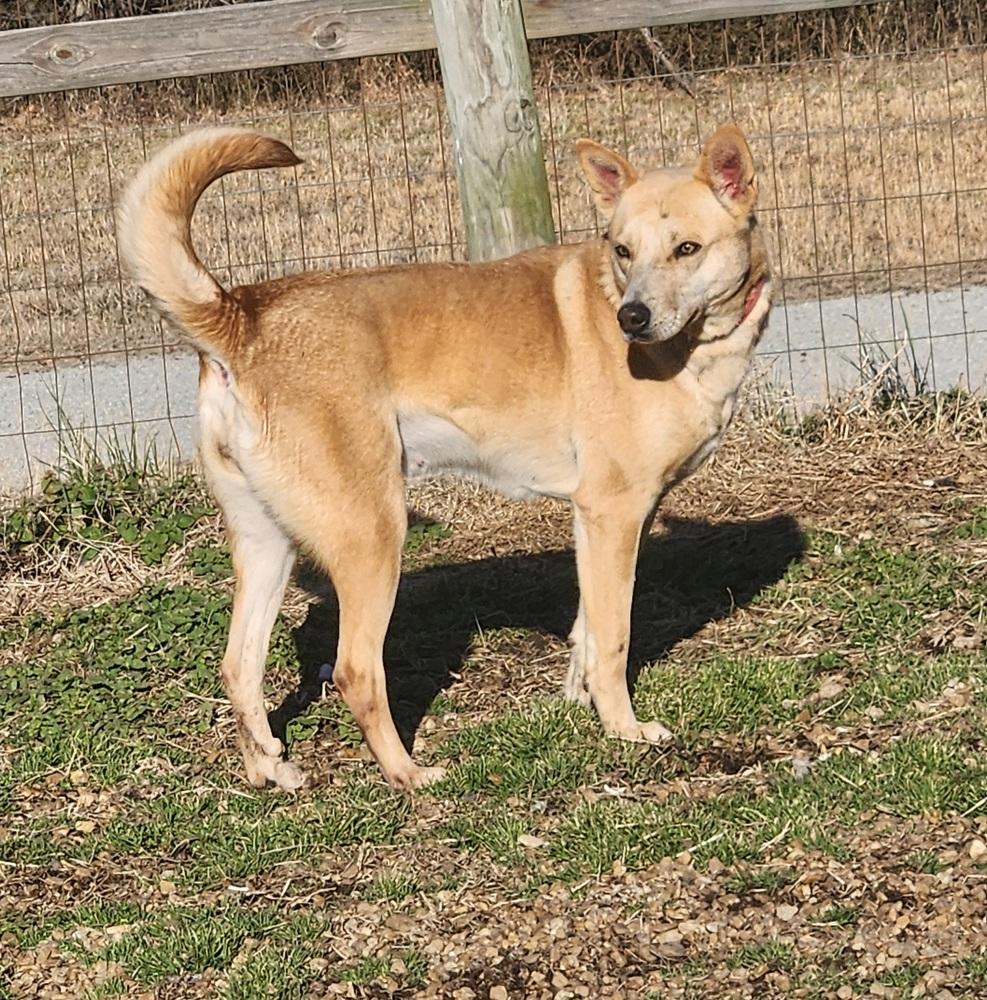 Enlarge MAPLE, a Adoptable mixed breed in Lexington, TN image 3/3