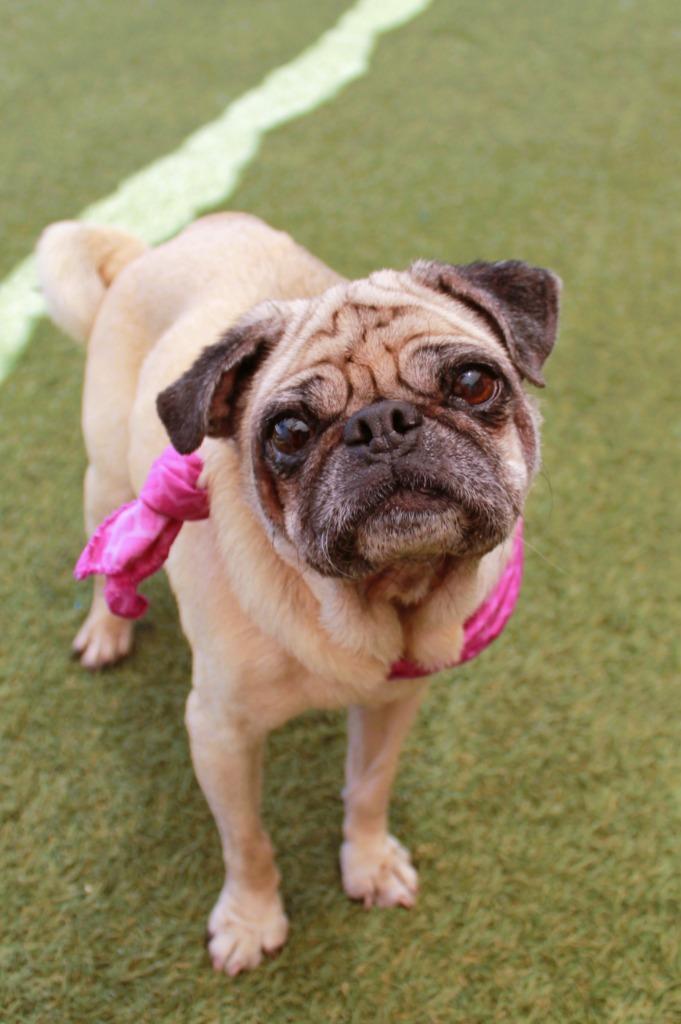 Bindi, Adoptable, Senior Female Pug.