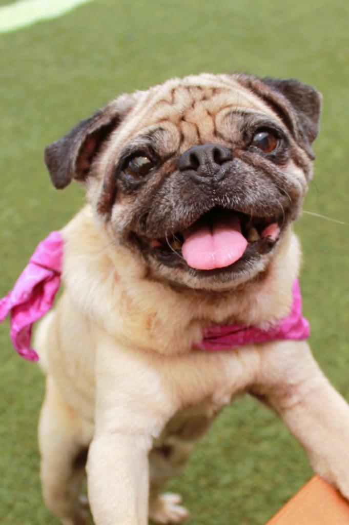 Enlarge Bindi, a Adoptable Pug in Gardena, CA image 2/6