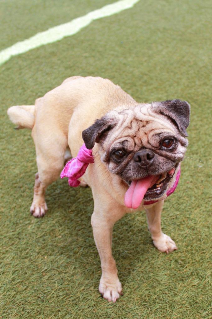 Enlarge Bindi, a Adoptable Pug in Gardena, CA image 3/6