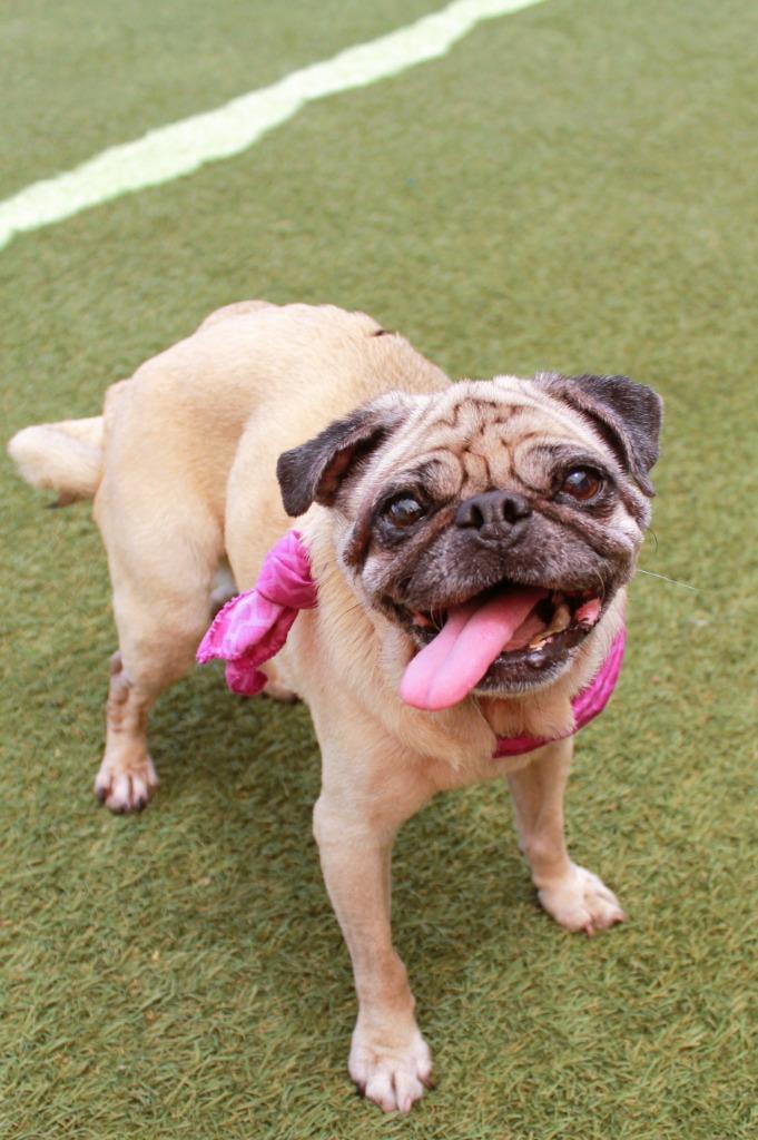 Enlarge Bindi, a Adoptable Pug in Gardena, CA image 4/6