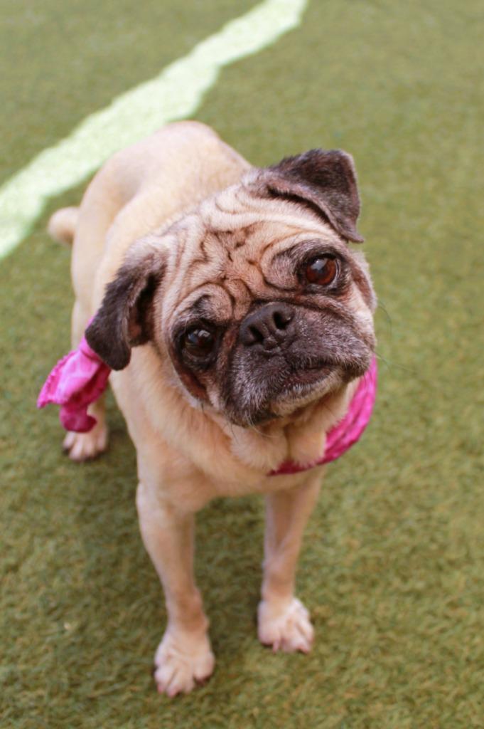 Enlarge Bindi, a Adoptable Pug in Gardena, CA image 5/6