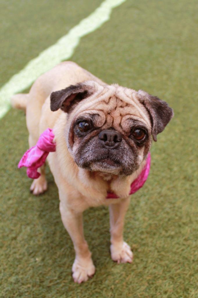 Enlarge Bindi, a Adoptable Pug in Gardena, CA image 6/6