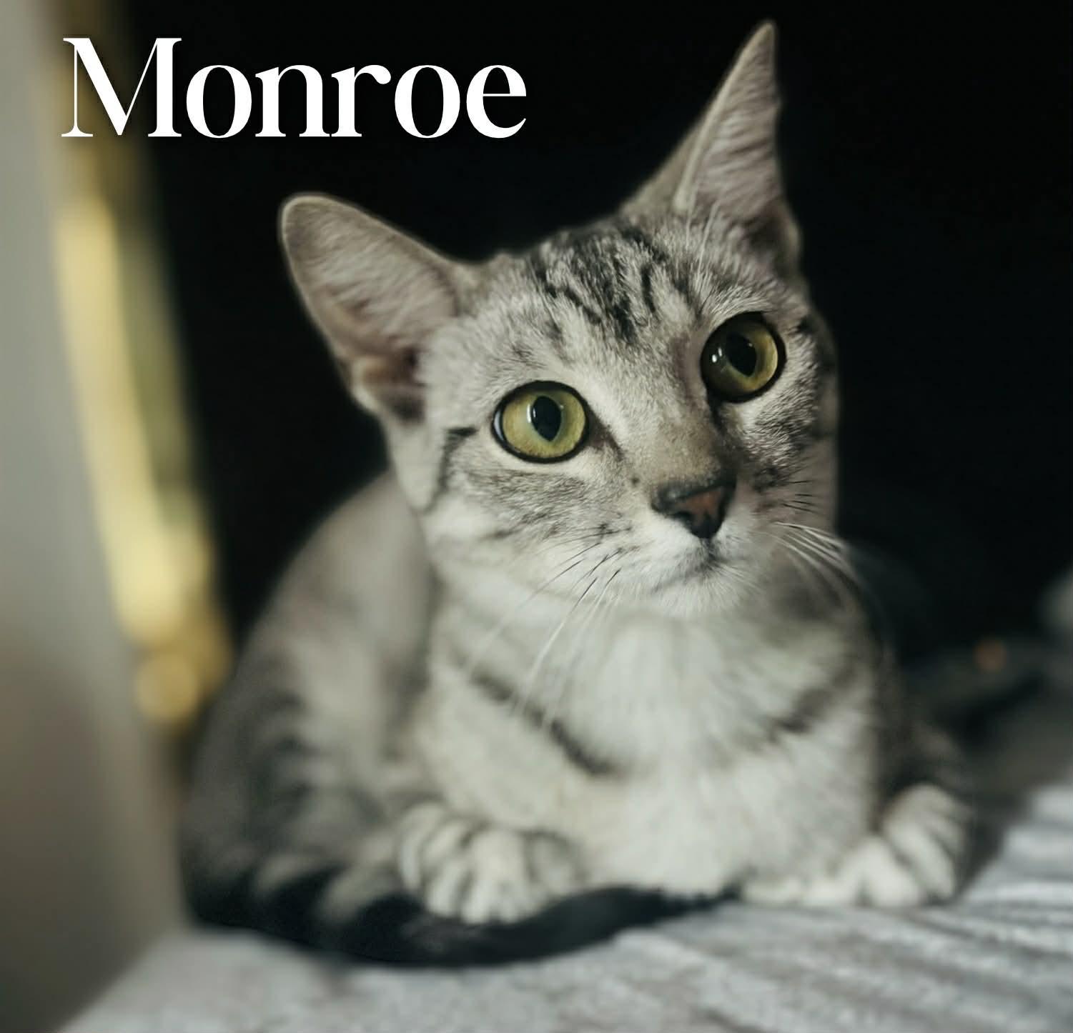 Enlarge Monroe , a ADOPTABLE Domestic Short Hair in Mansfield, TX image 1/1