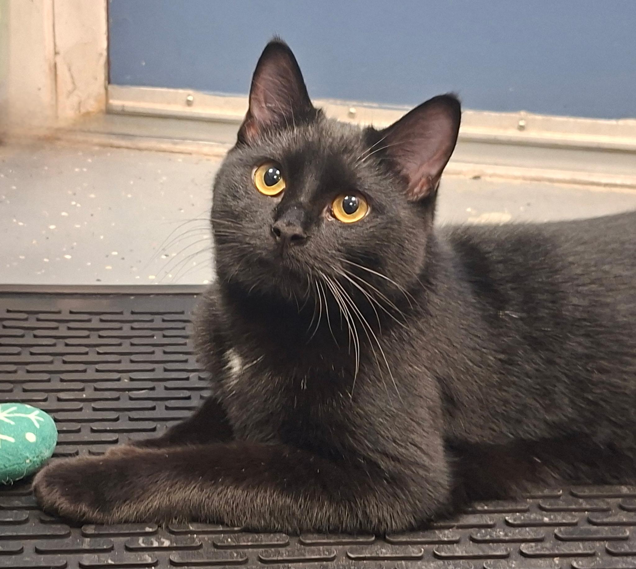 Enlarge Crow, a Adoptable Domestic Short Hair in Wallingford, CT image 2/2